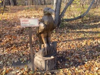 Среди хищных преобладает соболь, бурый м