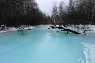 В пойменных лесах выделяются желтоспинна