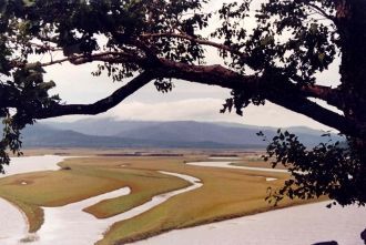 В долине Горина можно встретить деревья 