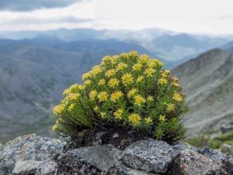 Для сохранения как кабарги так и соболя 