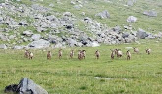 Как редкие и исчезающие виды занесены в 