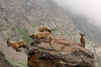 В заповеднике обитают всего 2 вида амфиб