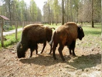 История изучения Ильмен началась более 2