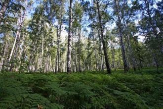 Ильменит, содержащий свыше 50% титана, о