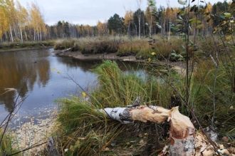 В ноябре 2002 года Дарвинский заповедник