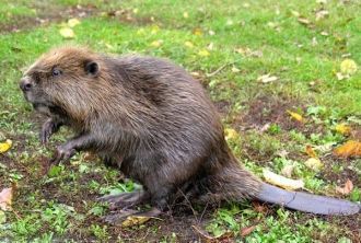 Процесс сокращения численности практичес