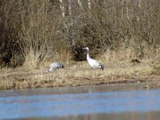Рельеф заповедника однообразен. Это плос