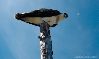 Для сохранения высокой рыбопродуктивност