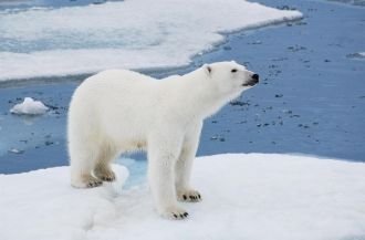 Из млекопитающих, занесенных в Красную к