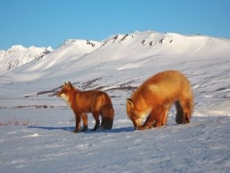 К их числу принадлежат песец, камчатский