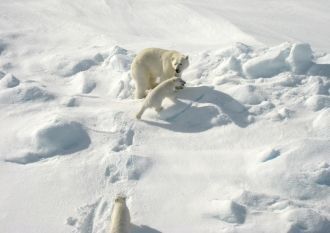 На южной границе широко распространена л