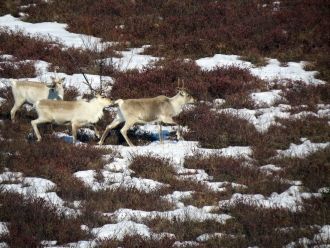 Территория заповедника серьезна пострада