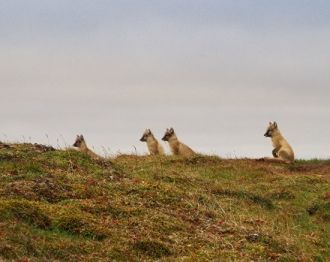 Гыданский заповедник