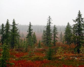 На побережье Карского моря зимой часто б