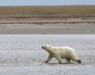 Среди представителей представителям морс