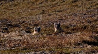 Из куропаток обычна и гнездится тундряна