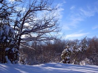 Максимальное видовое богатство (общее чи