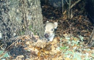 Кроме того, в настоящий момент установле