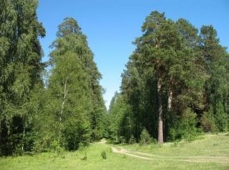 Влажность и почва обеспечивает такое бол