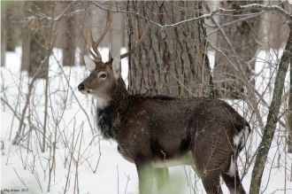 В 1930 году Мордовский заповедник имени 