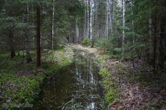 Мордовский государственный заповедник им
