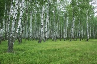 Бобры - очень интересные животные. Для з