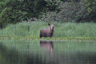 За годы своего существования Мордовский 