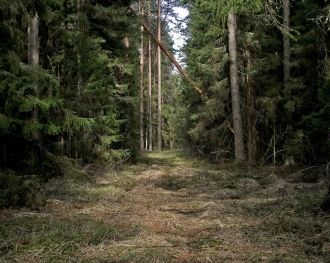 Заповедник мордовский сплошь покрыт леса