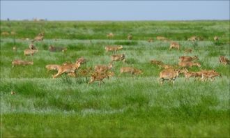 До искусственного обводнения оз. Маныч-Г