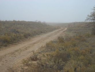 На островах Маныч-Гудило распространены 