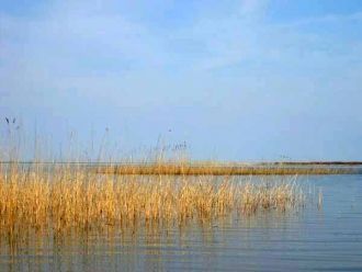 Растительный покров заповедника на совре