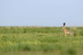 На этом участке обычны из млекопитающих 