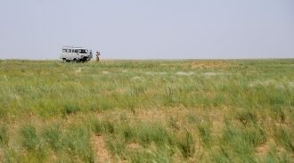 К концу лета наиболее заметны желто-кори