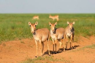 На участке «Черные земли» основной охран
