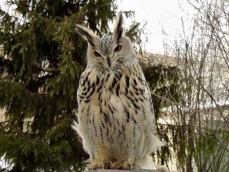 Из травянистых растений в них встречаютс