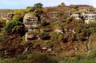 Особенно интересны остатки березовых лес