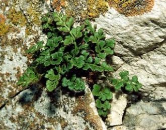 В тенистых трещинах скал растут крайне р