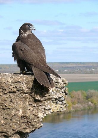 Зарегистрировано постоянное, временное и