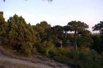 Слово «гады» — это не ругательство, а (в