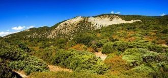 Особенность причерноморских лесов в том,