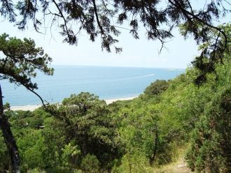 Особое место в растительном покрове бере