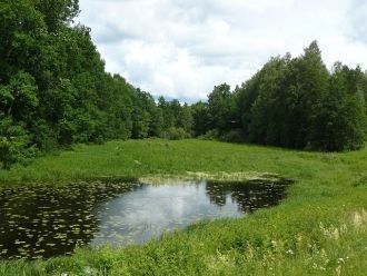 Сочетание лесов и открытых водоемов — оз