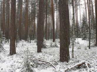 Озеро Капсино представляет собой старое 