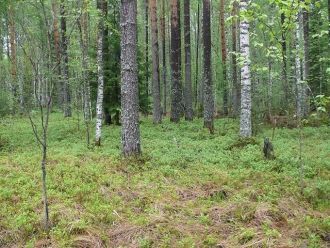 Здесь начинается природная зона тайги, к