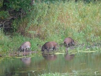 Светлые сосновые боры — украшение запове