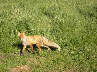 Пойменные леса представляют собой особую