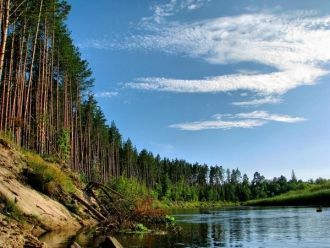 Здесь лишайники уступают место кукушкину