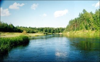 Леса в пойме Большой Кокшаги страдали не