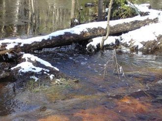 Растение имеет характерный плод с острым