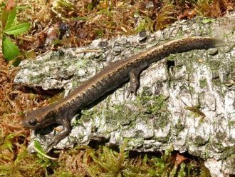 Обитающий в заповеднике сибирский углозу